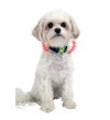 NITE IZE - Innovative Accessories - NI-NiteDawg XS - NiteDawg XS LED Dog Collar