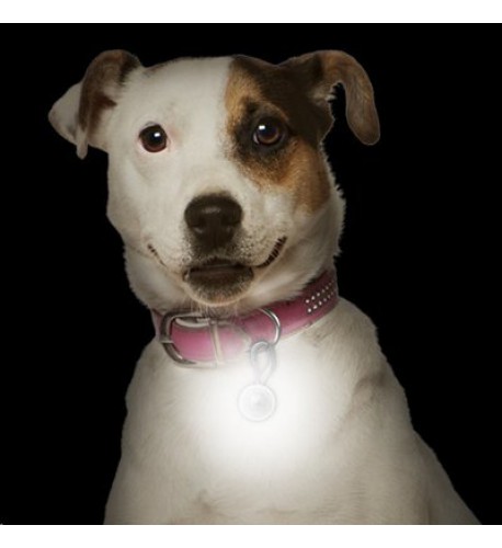 NITE IZE - Innovative Accessories - NI-PCL-03-10 - PetLit LED Collar Light