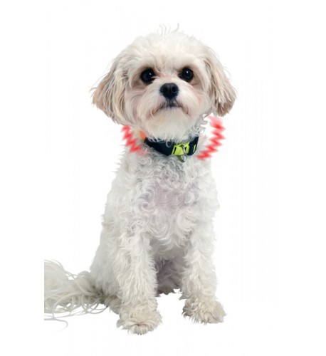 NITE IZE - Innovative Accessories - NI-NiteDawg XS - NiteDawg XS LED Dog Collar